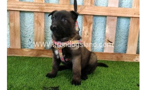 --malinois-135_4
