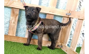 --malinois-136_2