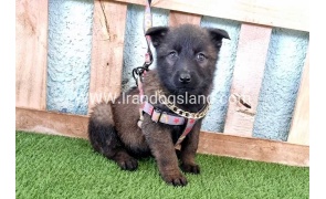 --malinois-137_6