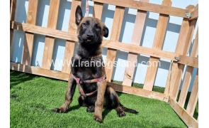 --malinois-144_1