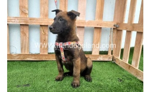 --malinois-146_5