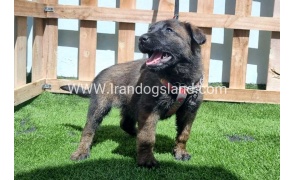 --malinois-159_1