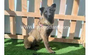 --malinois-161_5