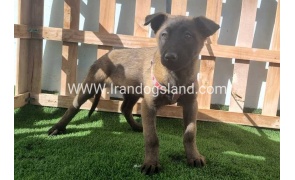 --malinois-162