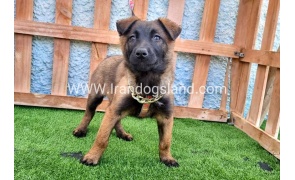 --malinois-163_5