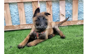--malinois-164_4