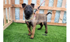 --malinois-165_1