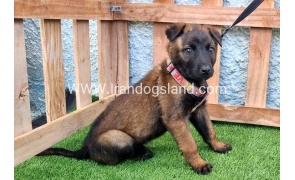 --malinois-166_3