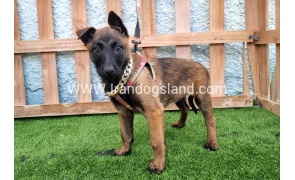 --malinois-167_4