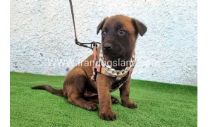 --malinois-171_13
