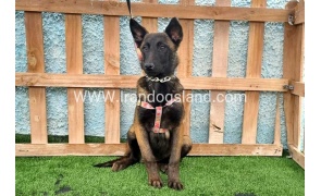 --malinois-171_3