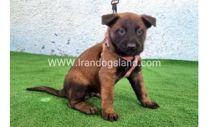 --malinois-172_2