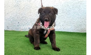 --malinois-173_3