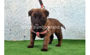 --malinois-174_5