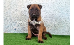 --malinois-175_8