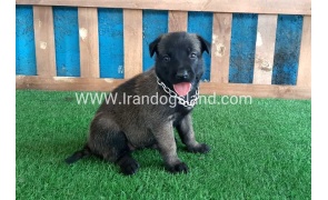 --malinois-26_9