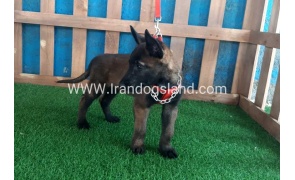 --malinois-29_10