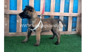 --malinois-64_6