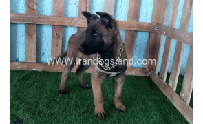 --malinois-78_3_2066834219