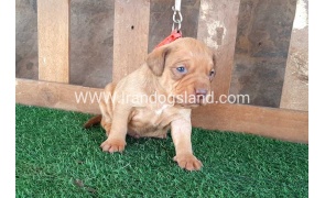 --pitbul-276