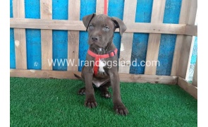 --pitbull-31_8