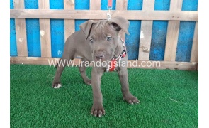 --pitbull-32_5