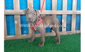 --pitbull-33_4