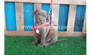 --pitbull-36_1