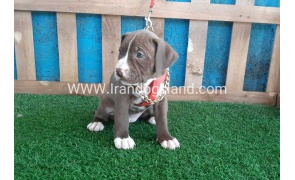 --pitbull-37_1