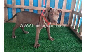 --pitbull-43_11_324762304