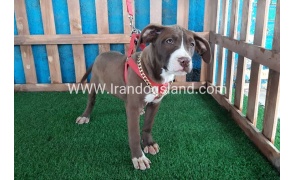 --pitbull-51_9