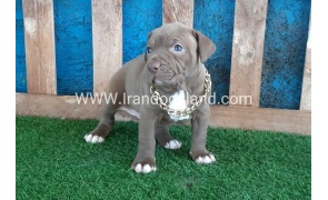 --pitbull-60_6