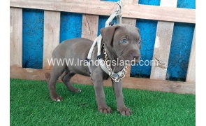 --pitbull-64_5