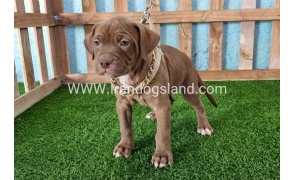 --pitbull-75_5