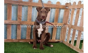 --pitbull-82_5