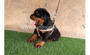 --rottweiler-21_1