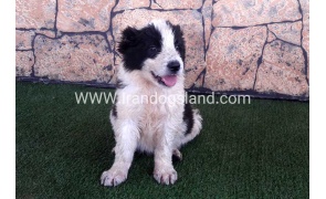2018747