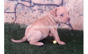 red pitbull