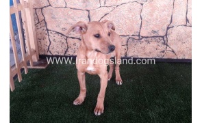 قیمت سگ pitbull