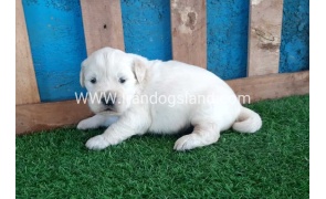 golden-retriver----10_4