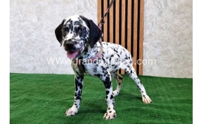 twlh-dalmyshn-dalmation-200_4