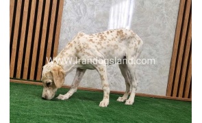 twlh-dalmyshn-dalmation-208_4