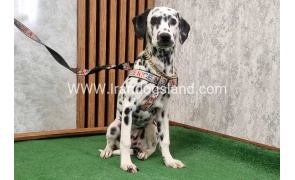 twlh-dalmyshn-dalmation-213_7