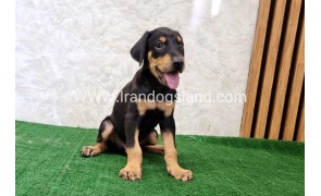 twlh-dwbrmn-doberman-133_1