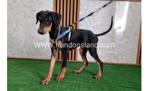 twlh-dwbrmn-doberman-136_9