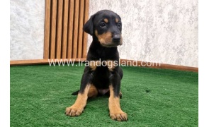 twlh-dwbrmn-doberman-138_2