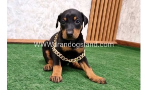 twlh-dwbrmn-doberman-141_2