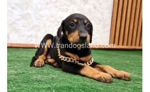 twlh-dwbrmn-doberman-143_4