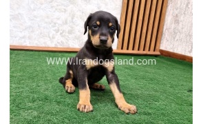 twlh-dwbrmn-doberman-144_7
