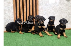 twlh-dwbrmn-doberman-149_2